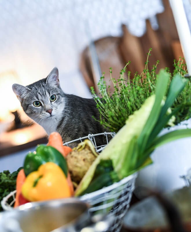 katze_liebe_isst